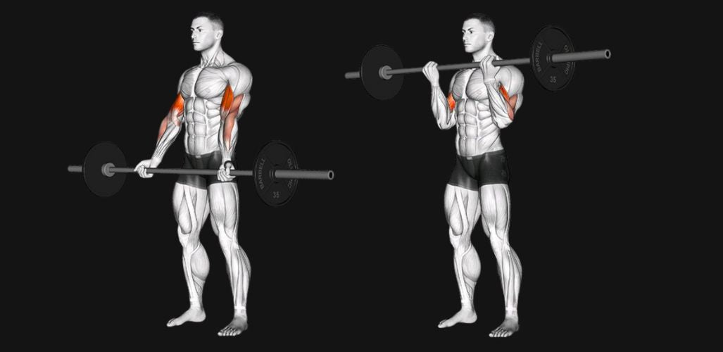 Barbell Curl: The Complete Guide to Bigger, Stronger Biceps