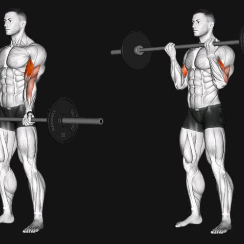 Barbell Curl: The Complete Guide to Bigger, Stronger Biceps
