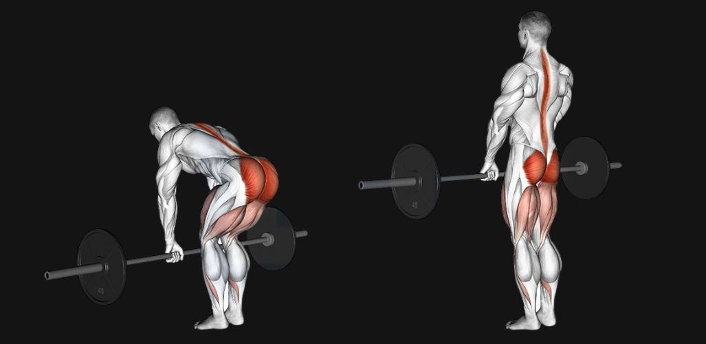 Barbell Deadlift: Technique, Muscles Worked & Variations