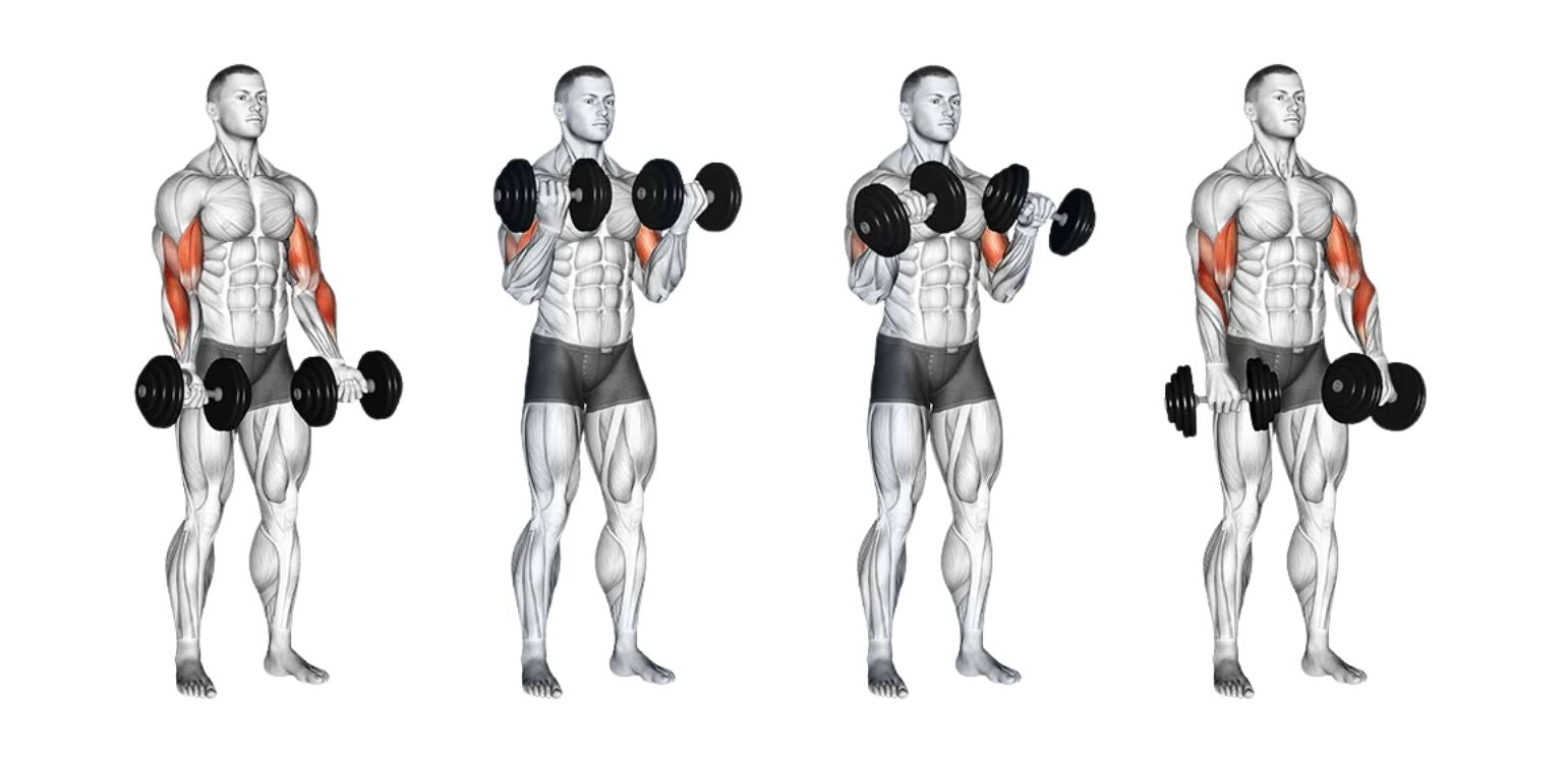 Zottman Curl: Build Biceps, Forearms & Grip Strength