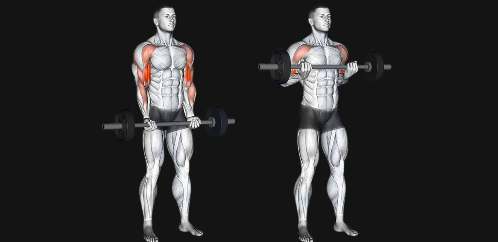 Barbell Drag Curl: Elevate Your Biceps with Smart Technique & Peak Activation