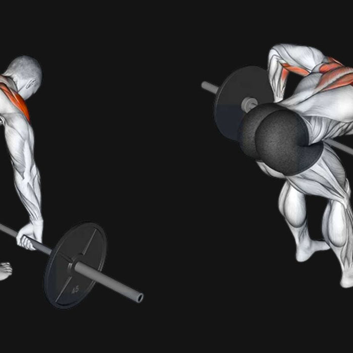 Barbell Rear Delt Row Exercise - Dumbbells Direct Guide