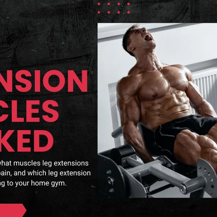 Leg Extension Muscles Worked Banner