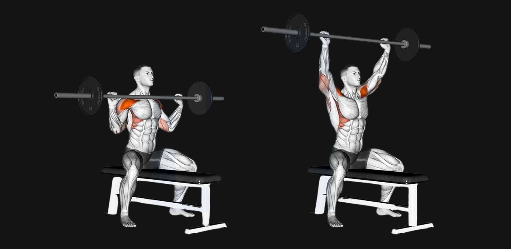 Seated Barbell Shoulder Press: Build Serious Delts with Stability & Power