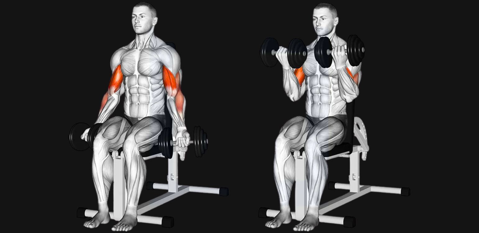seated dumbbell curl bench setup back support vs end of bench