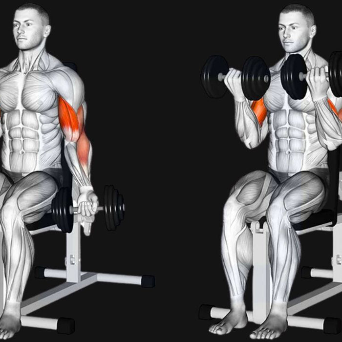 Seated Dumbbell Curl_ Build Bigger Biceps with Controlled Power