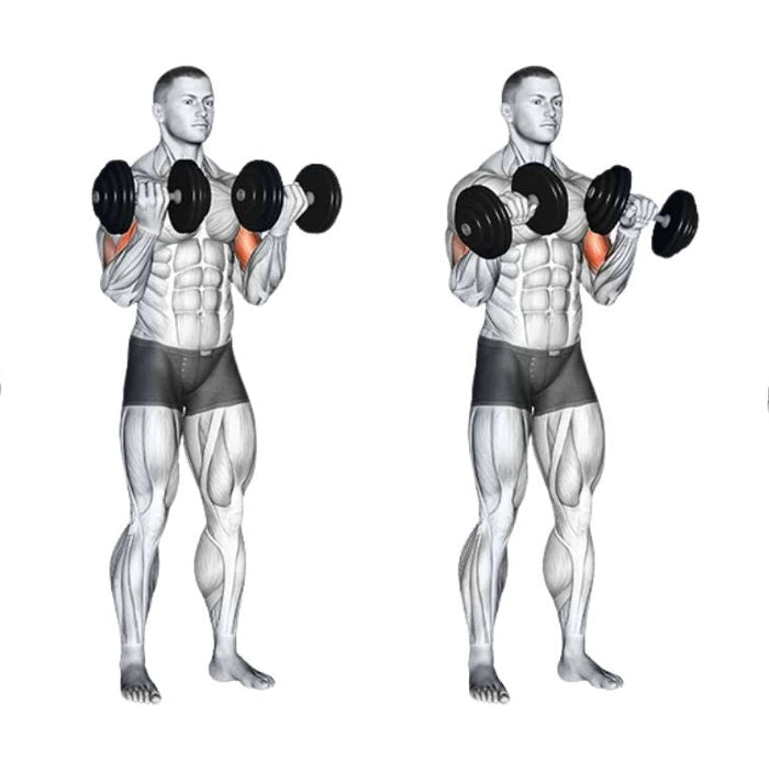 Zottman Curl: Build Biceps, Forearms & Grip Strength Zottman Curl: Build Biceps, Forearms & Grip Strength