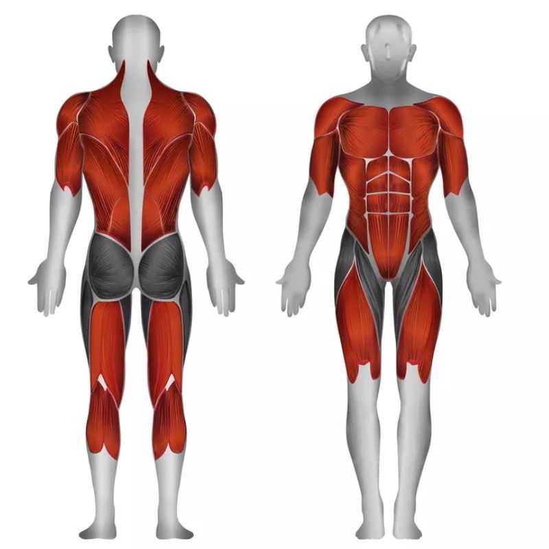 Steelflex Multi Station Gym - MG100B Target Muscles