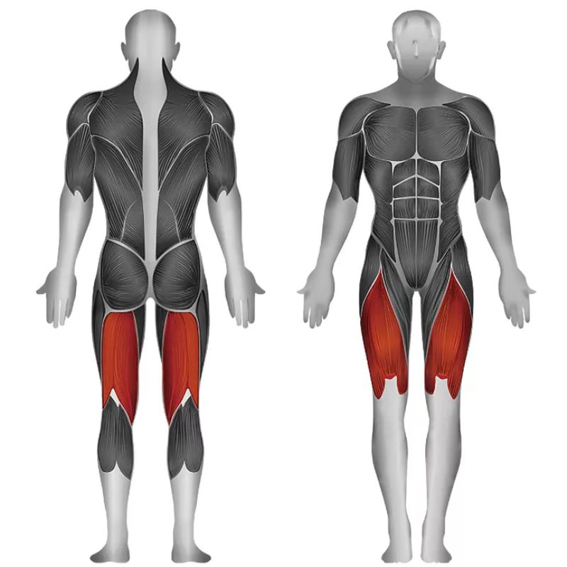 Steelflex PL2500 Leg Extension_Leg Curl Machine Muscles Worked