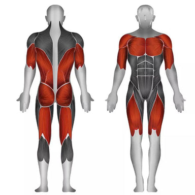 Steelflex MSM Counter Balanced Smith Machine Muscles Worked